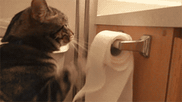 unrolling toilet paper GIF