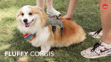 Fluffy Corgis