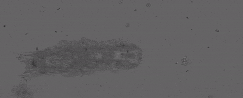 ViaDiplomacy giphyupload tardigrades GIF