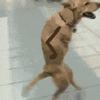 invite GIF