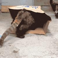 cincinnatizoo fun cute surprise play GIF