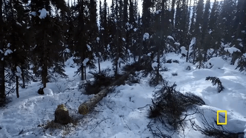 natgeochannel giphygifmaker GIF