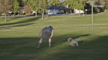 dog puppy GIF by KING OF THE ROAD