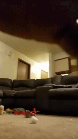 Delirious Dog's Amazing Reaction to Owner Returning Home
