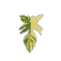 Plant Sticker by Hankō