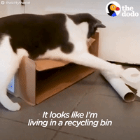 cat GIF by The Dodo