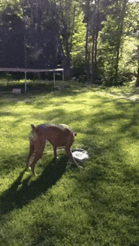 Top GIF