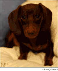 puppy dog GIF