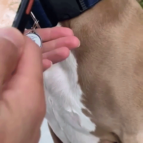 Petsproject giphyupload GIF