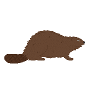 Beaver Sticker by destinationnb