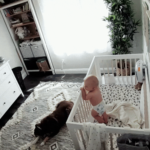 cuteanimalland giphyupload GIF