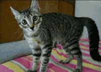 fie GIF