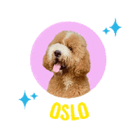 Dogs Oslo Sticker by Z Giant Poodles