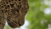 Nat Geo Savage Kingdom GIF by National Geographic Channel
