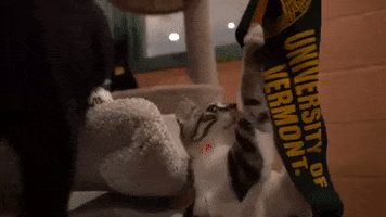 Cat Uvm GIF by University of Vermont