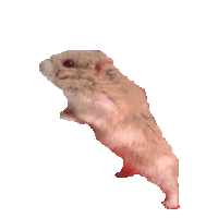 hamsters STICKER by imoji