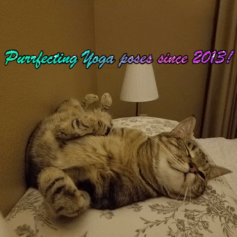 MKPDX giphygifmaker catposes mkprodcreate psustudentart GIF