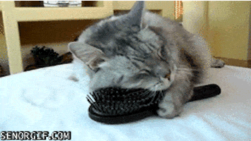 cat brush GIF by Cheezburger