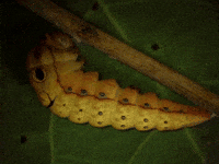 Molting Spicebush Swallowtail GIF by Ansel Oommen