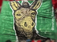 Monkey Casa GIF