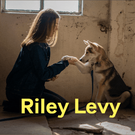 rileylevy giphygifmaker giphyattribution riley levy GIF