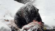 bear nom GIF by Nat Geo Wild 