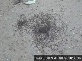 ants GIF