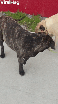 Milo Helps Missy Get To The Beach Faster GIF by ViralHog