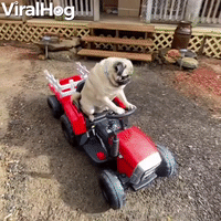 Tango the Pug Works Hard on Toy Tractor