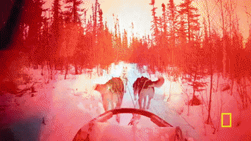 GIF by National Geographic Channel