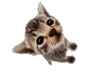 Cat Kitty Sticker