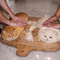 Cute Cats GIF by Respective