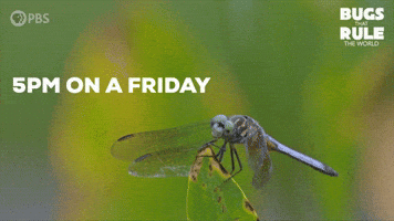 Im Off See Ya GIF by PBS