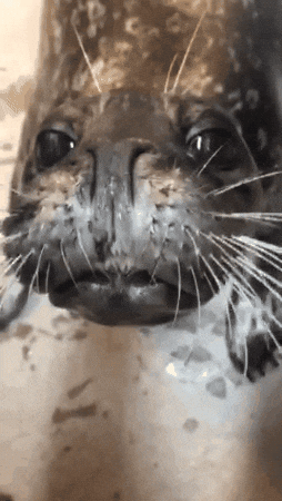 Harbour Seal GIF by Valley Zoo Development Society