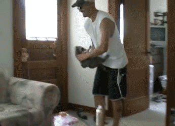 raccoon GIF