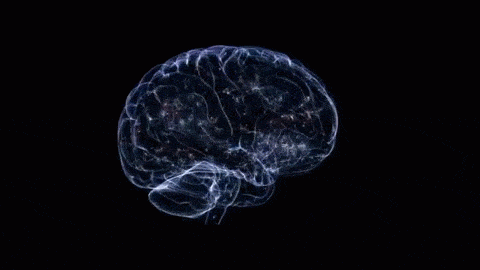 neuroscience GIF