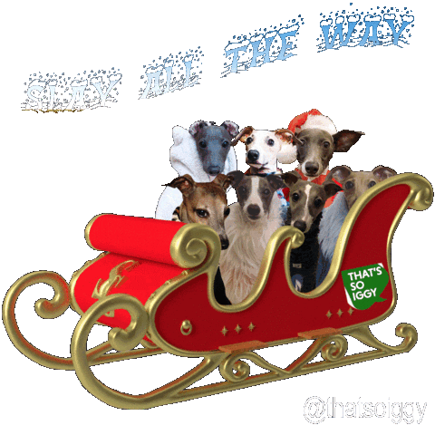 Sick Italian Greyhound Sticker by normanandpiper