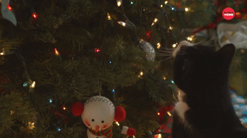 Cat Questions: Christmas