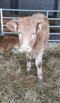 Lfs-Ober7brunn obersiebenbrunn o7b GIF