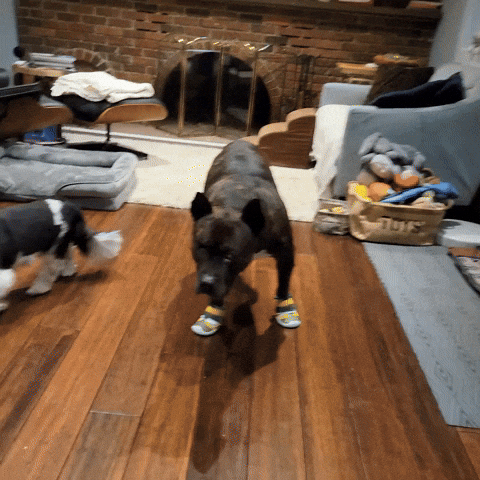 Nycscr GIF by NYC Second Chance Rescue