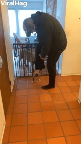 Puppy Falls Out of Owner's Pants