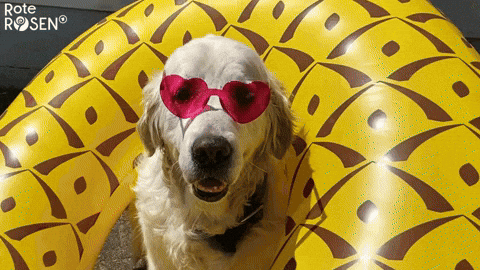 Rote Rosen Dog GIF by Studio Hamburg Serienwerft GmbH