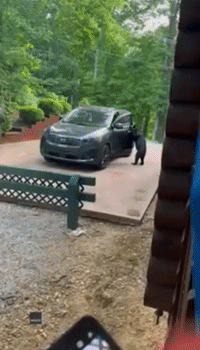 'Oh No!': Bear Snoops Inside Car at Gatlinburg Lodge