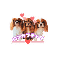 Cavalierkingcharlesspaniel Sticker