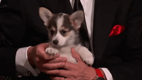 Puppy Panda GIF by ABC Network