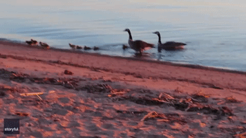 Goslings Gather for Sunrise Food Hunt on Banks of Lake Superior