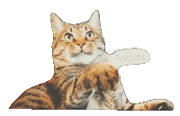 Cat ねこ Sticker