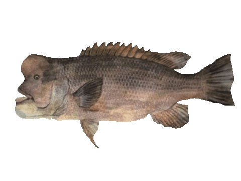 bundoqs giphyupload logo fish filipino brand Sticker