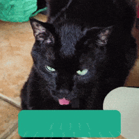 Happy Black Cat GIF