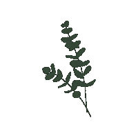 baumspatz eucalyptus baumspatz Sticker